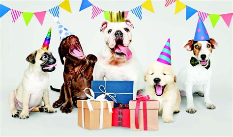 Nascot Birthday Party Entertainment Ideas for a Memorable Celebration